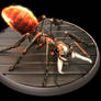 Ant