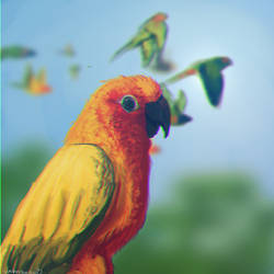 Orange Parakeet