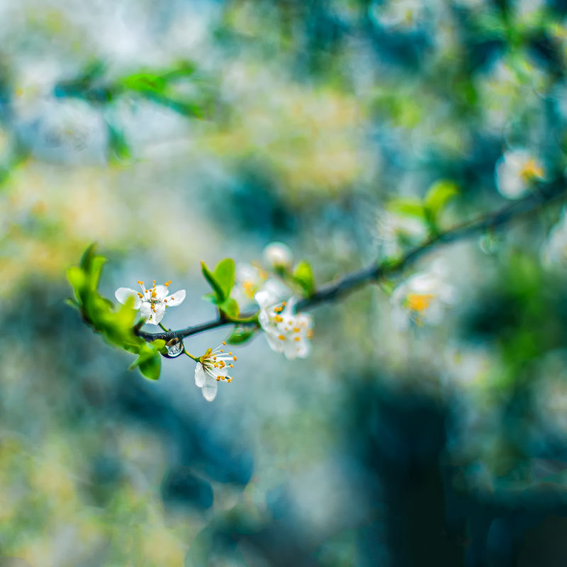 Spring View by ifsantag Spring View by ifsantag