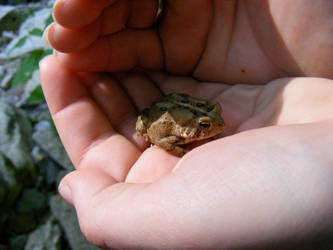 Little frog