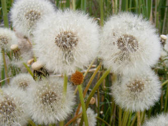 Dandelions