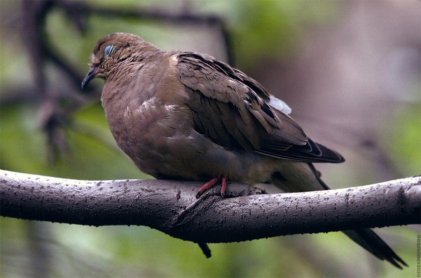 Mafia Pidgeon