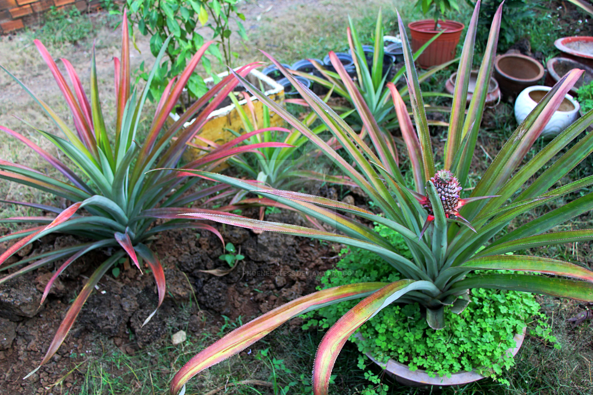 Untitled 1020 Pineapple Bushes by phoeneextess on DeviantArt