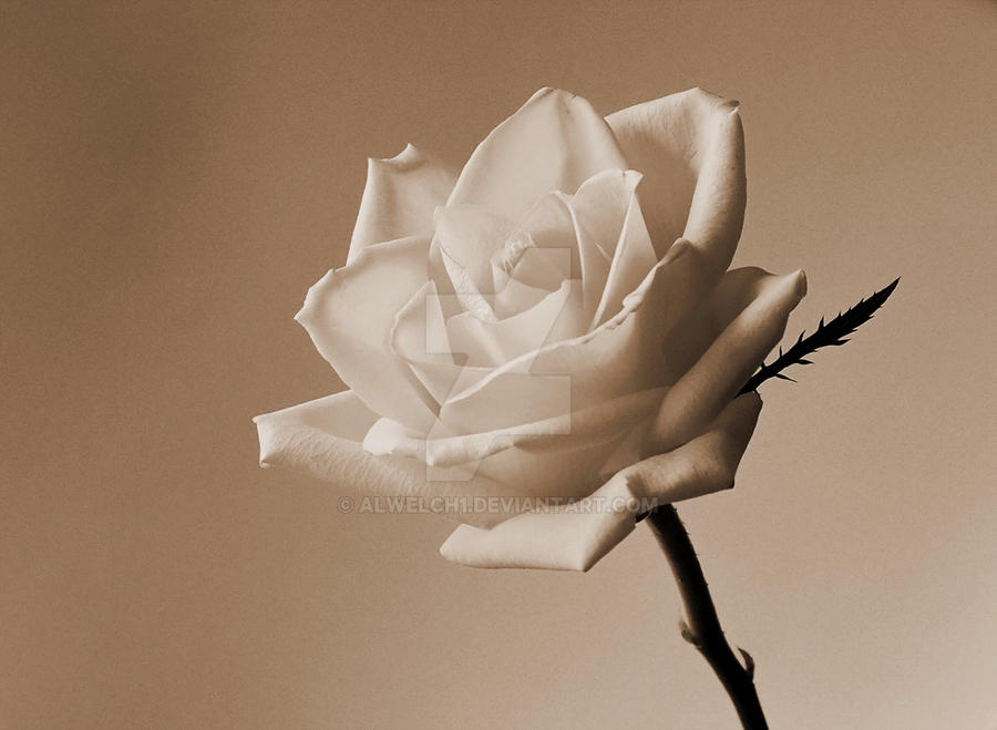 Soft Roser Soft Rose by Alwelch1 on DeviantArt