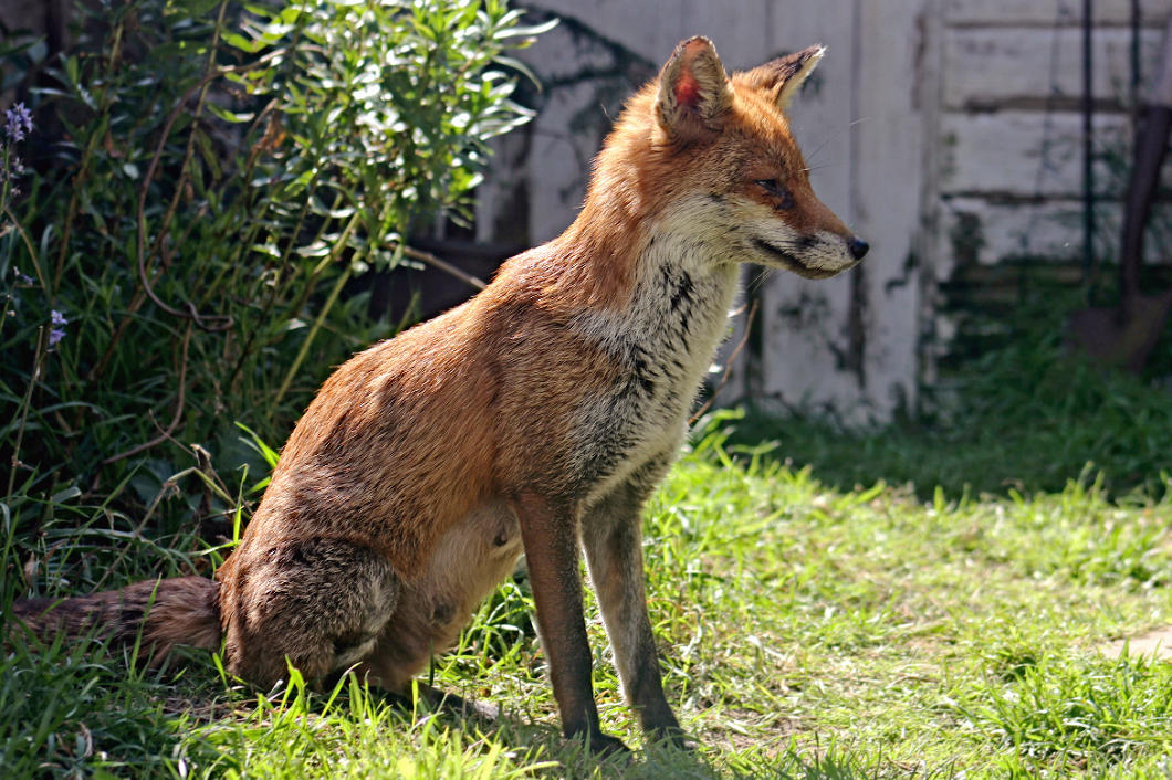 Rot Fox Reference Red Fox Stock Reference 010 by RedFoxReferences on DeviantArt