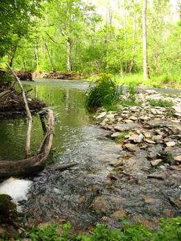 the creek calms the mind