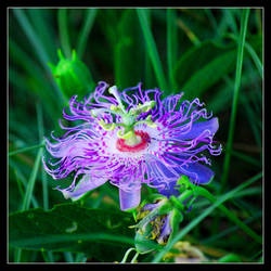 Maypop