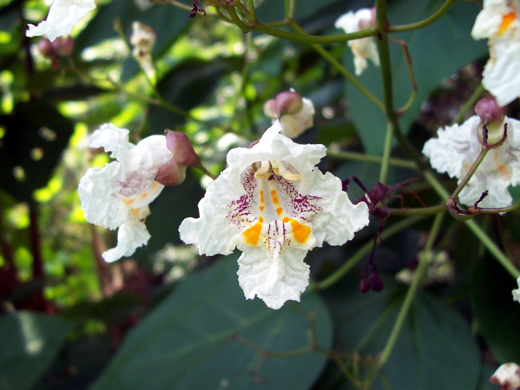 Catalpa Blooms