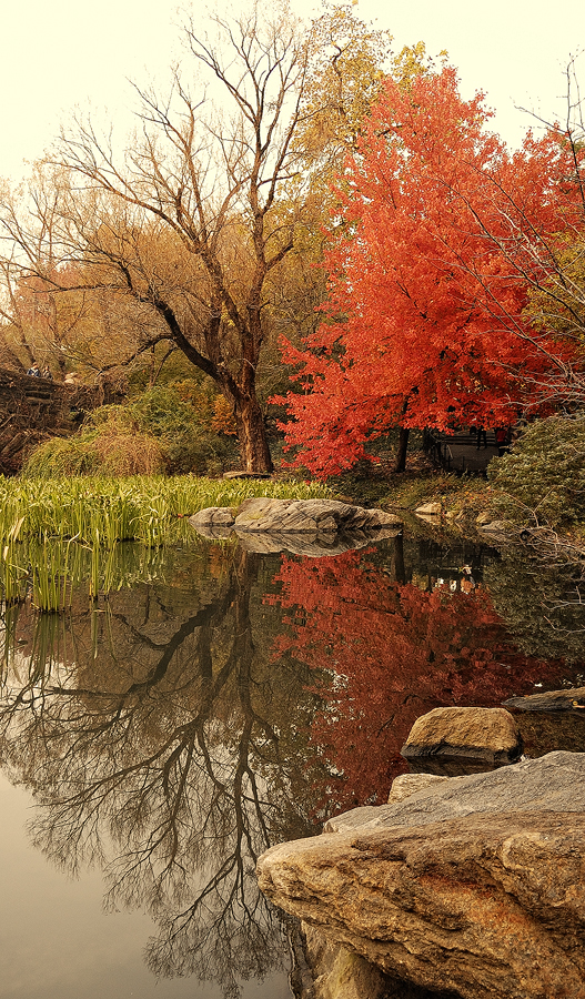 Autumn Pond III