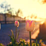 Tulips in the morning light