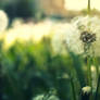 Dandelion