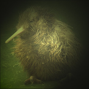 The Kiwi