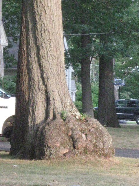 The Troll Tree