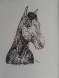 Horse Portrait