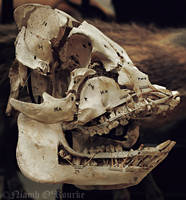 Victorian Skull Study
