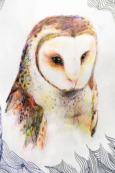 barn owl