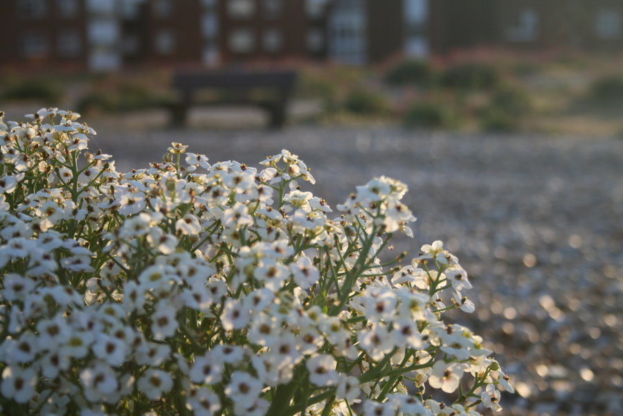 Beach Flowers..