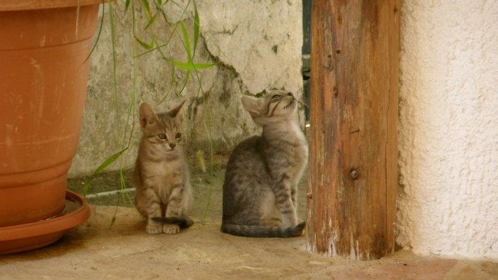 Greek Kittens