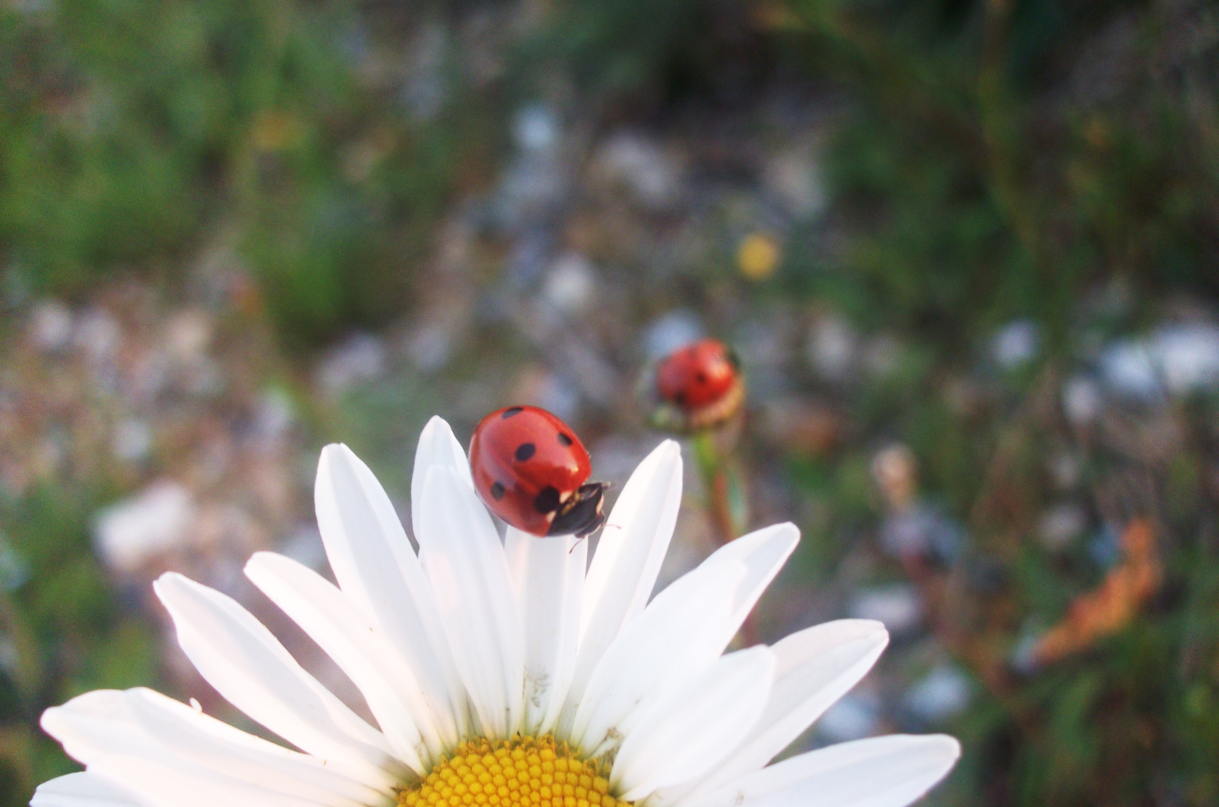 Twins on a Daisy