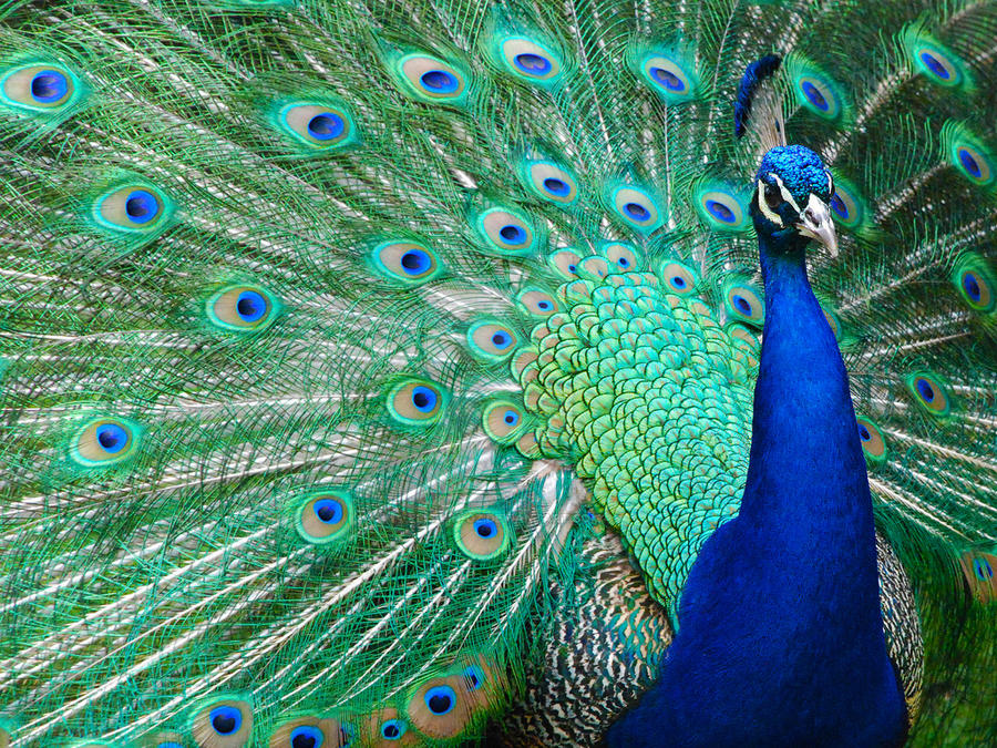 Wild Life, Peacock, Bird
