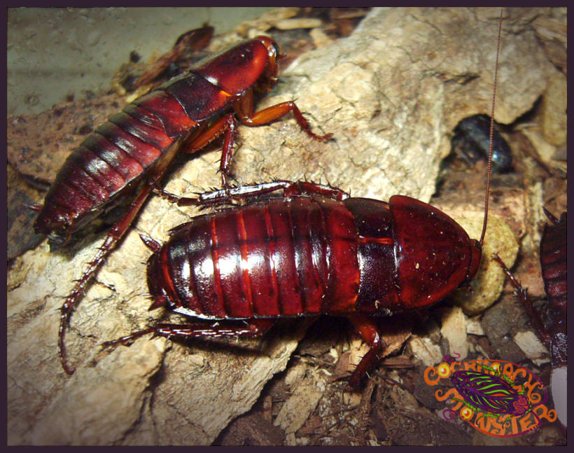 Cockroach Beauty: 1 of 3 by Penanggalan on DeviantArt