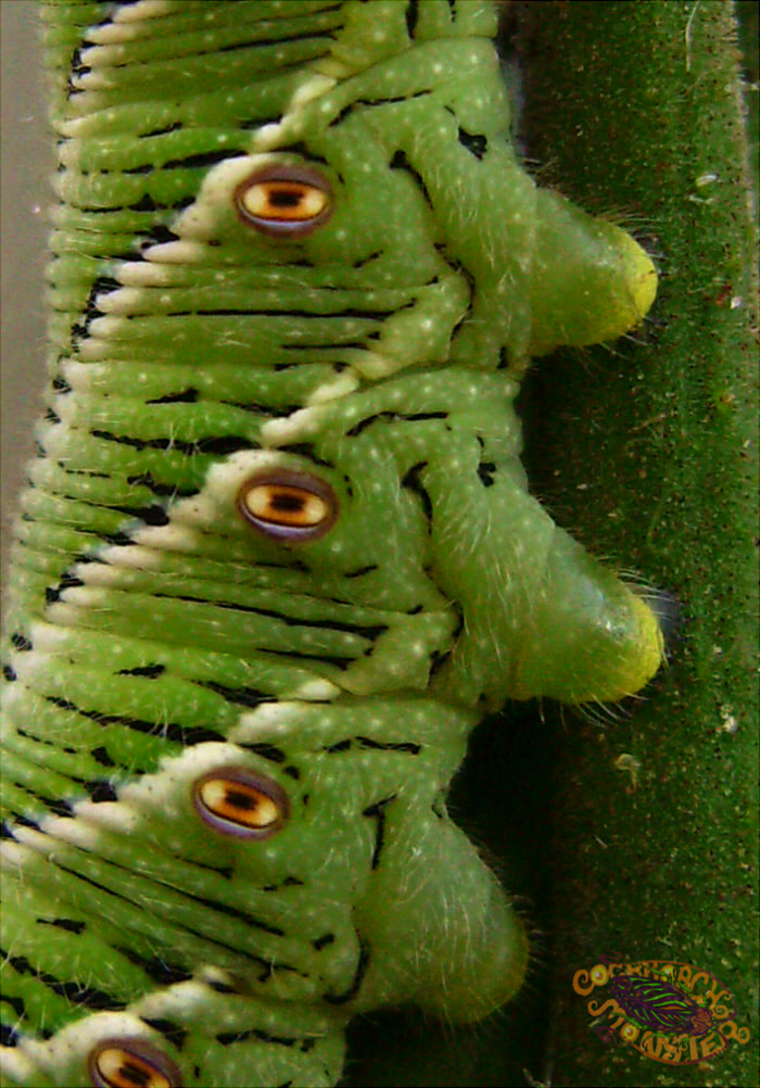 Tobacco Hornworm Eyes