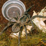 Haplopelma minax