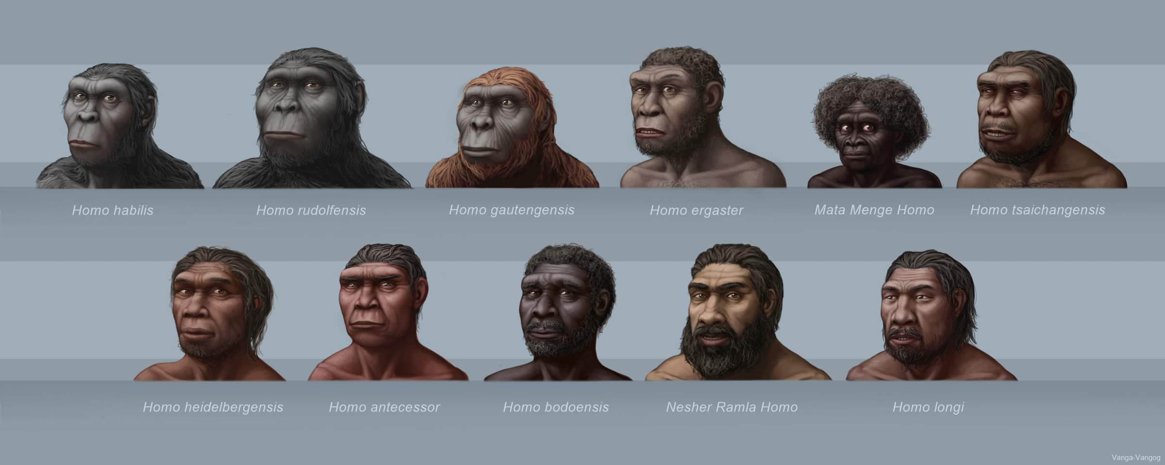 Early Humans Homo Habilis