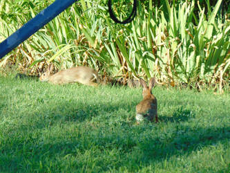 Frolic in the Yard