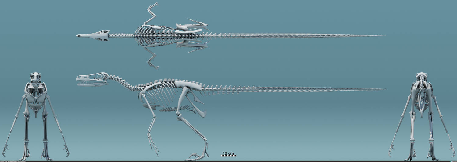 Velociraptor mongoliensis - 3d skeleton