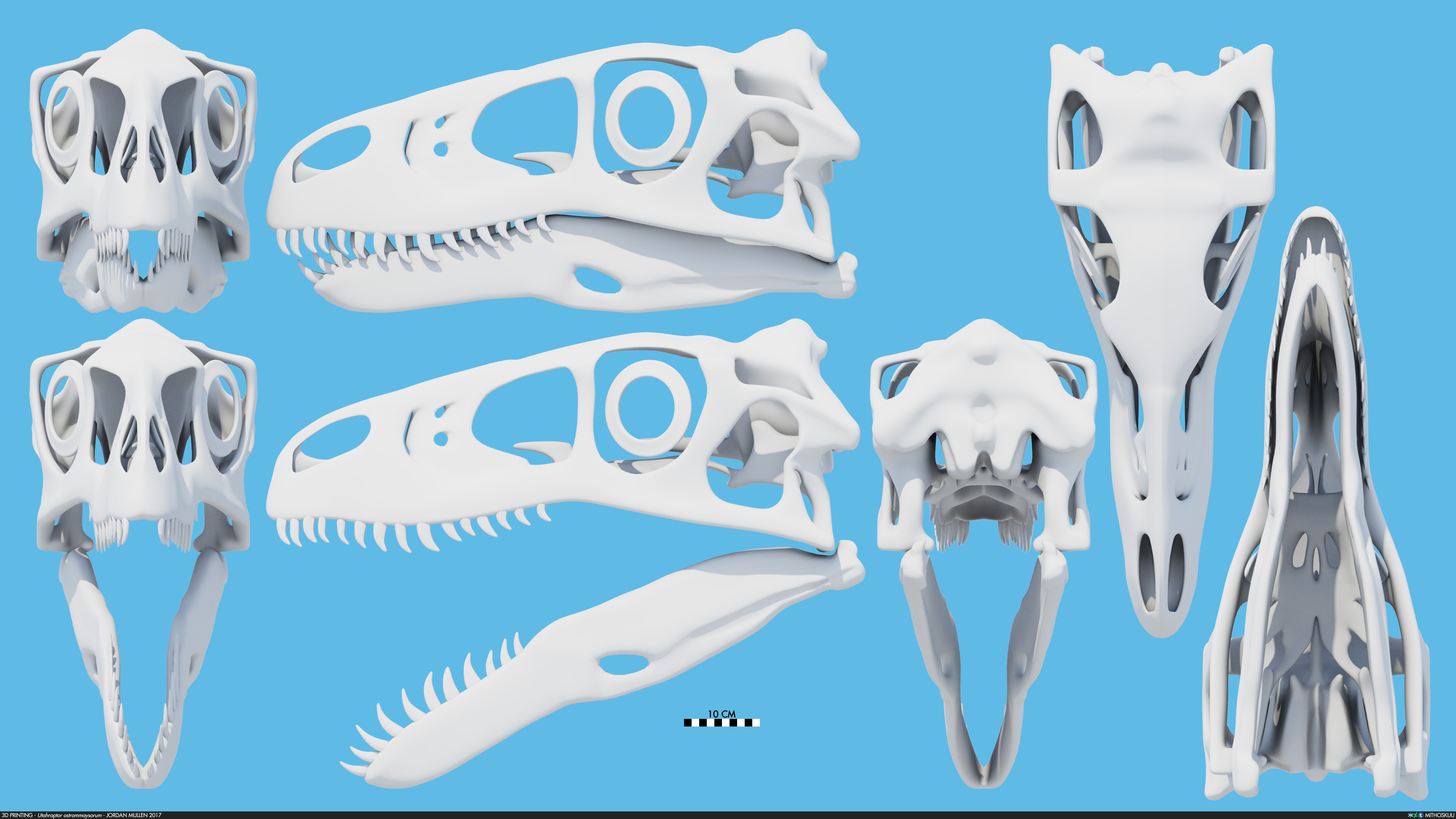 Utahraptor ostrommaysorum skull