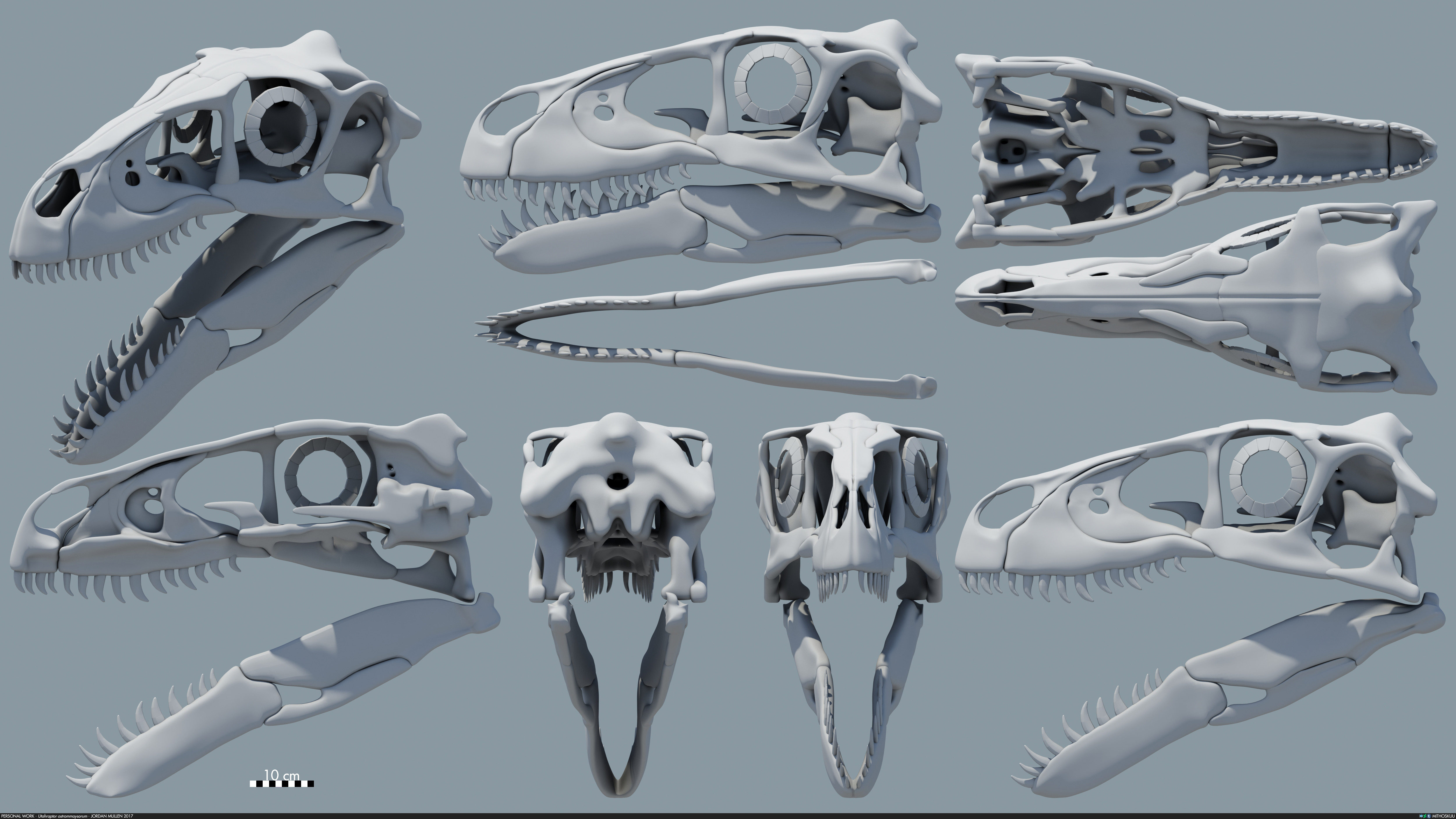 Utahraptor Skeleton Head A Dinosaur A Day UTAHRAPTOR utahraptor-skeleton-head-a-dinosaur-a-day-utahraptor