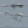 Utahraptor ostrommaysorum skeletal