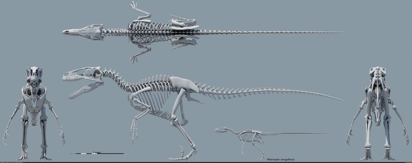 Utahraptor ostrommaysorum skeletal by MithosKuu