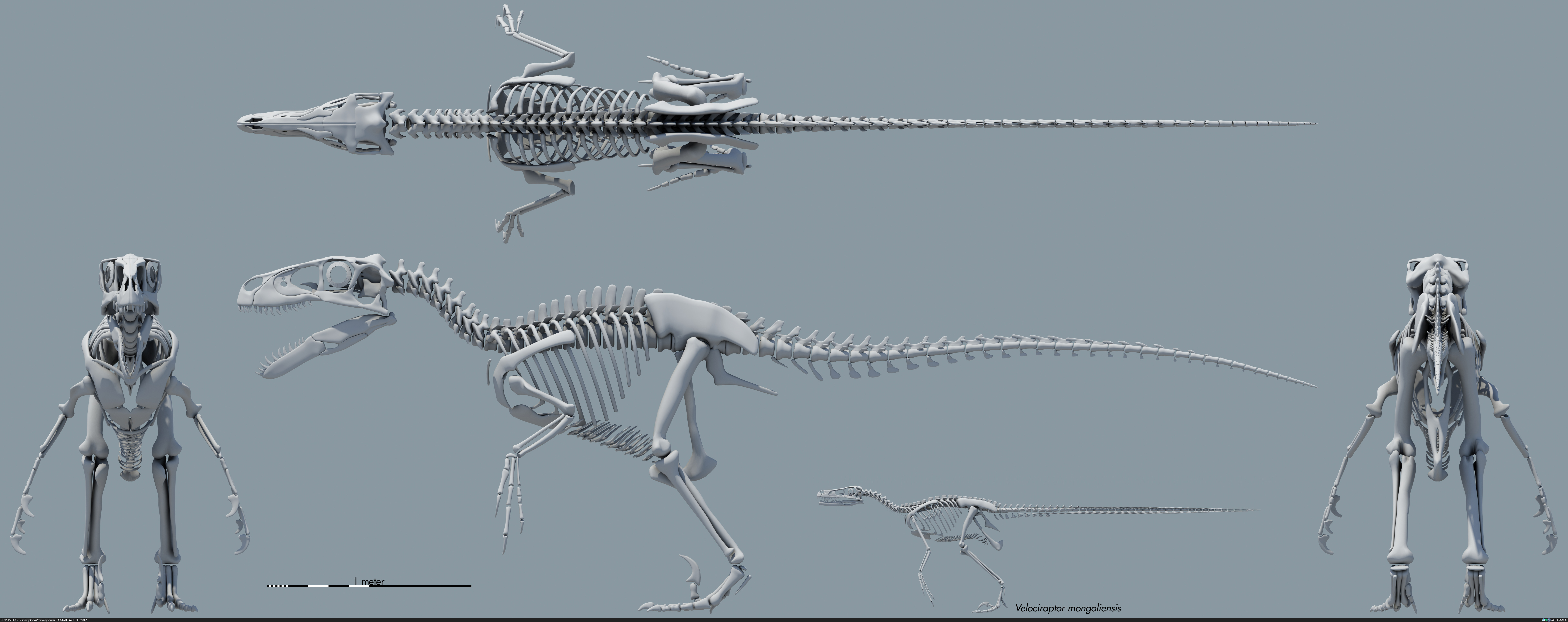 Utahraptor ostrommaysorum skeletal by MithosKuu