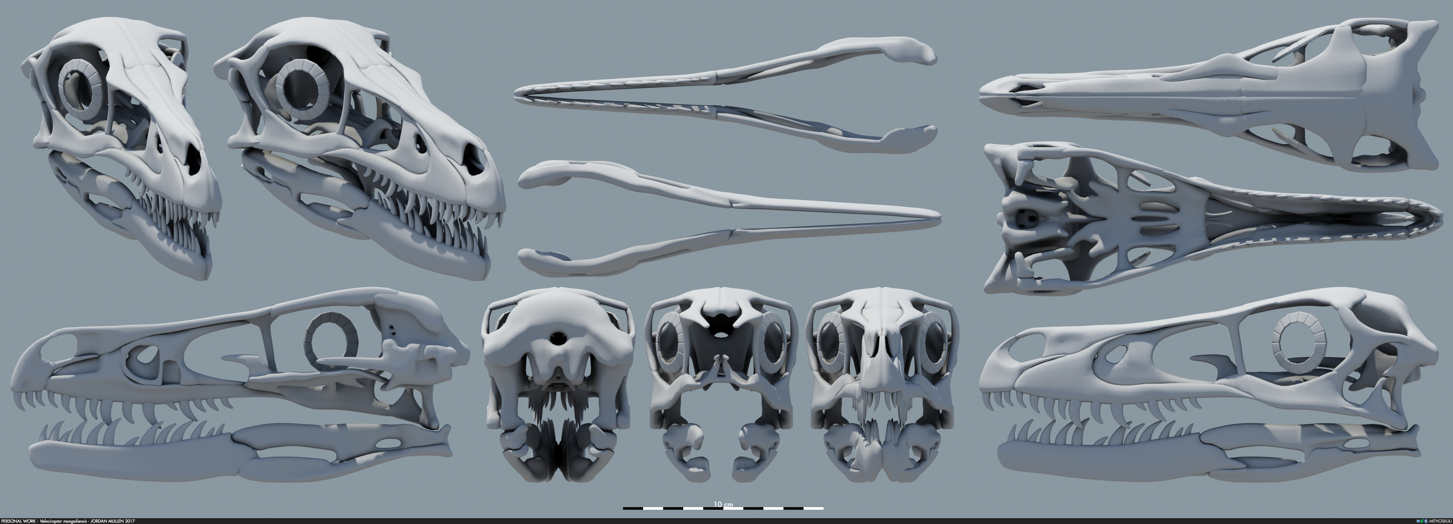 Velociraptor mongoliensis - Skull v4