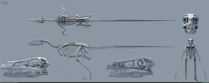 Velociraptor mongoliensis skeleton