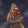 Vanessa cardui