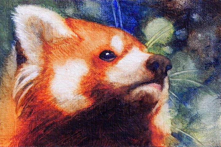 Red Panda Portrait by Everruler on DeviantArt