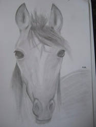 horse sketch