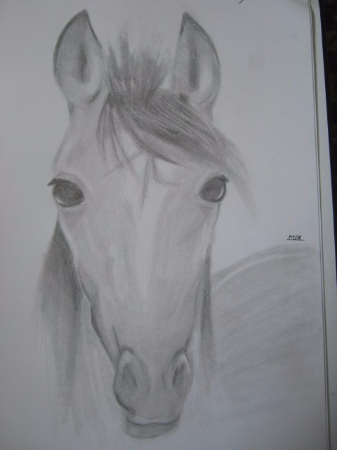 horse sketch