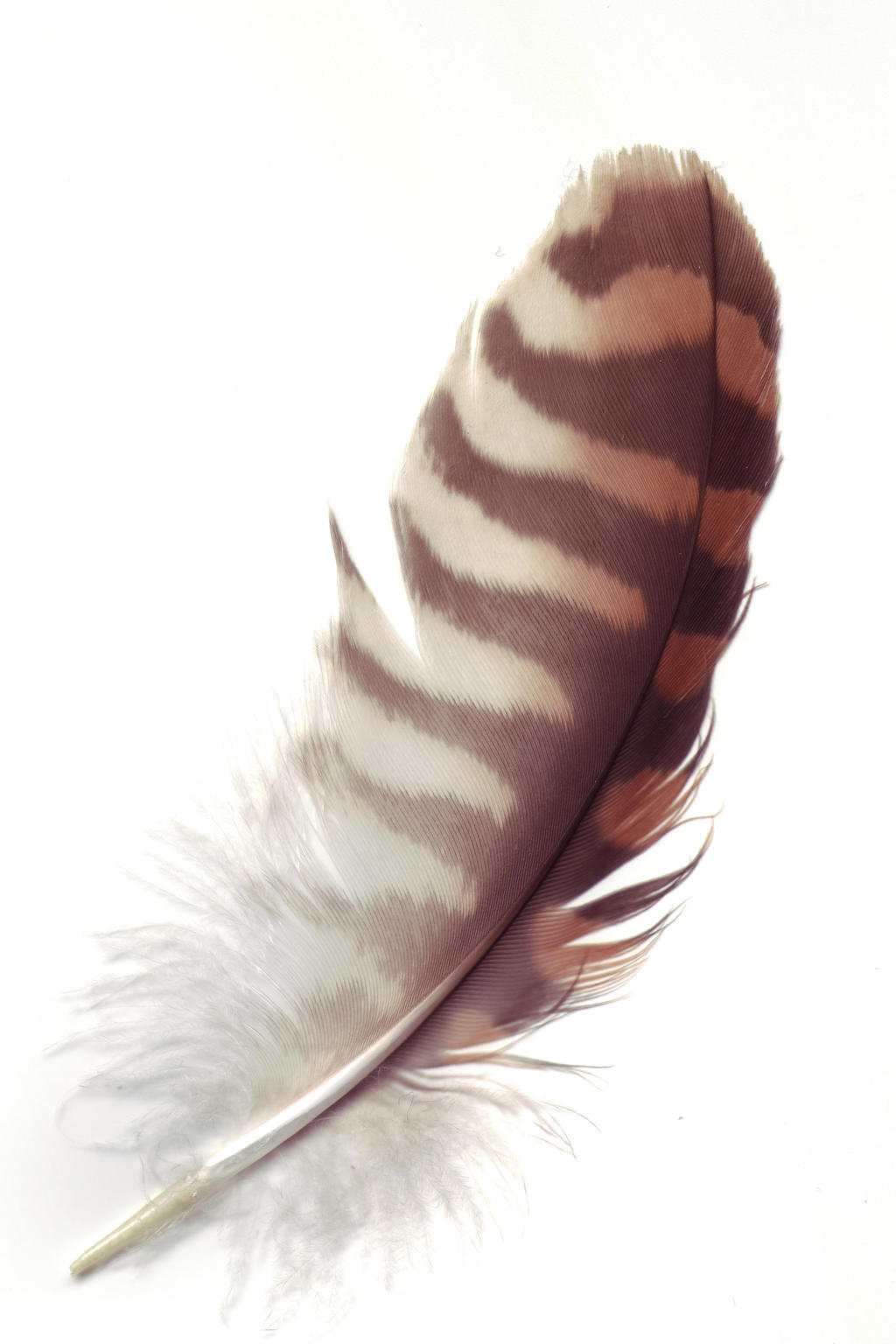 feather