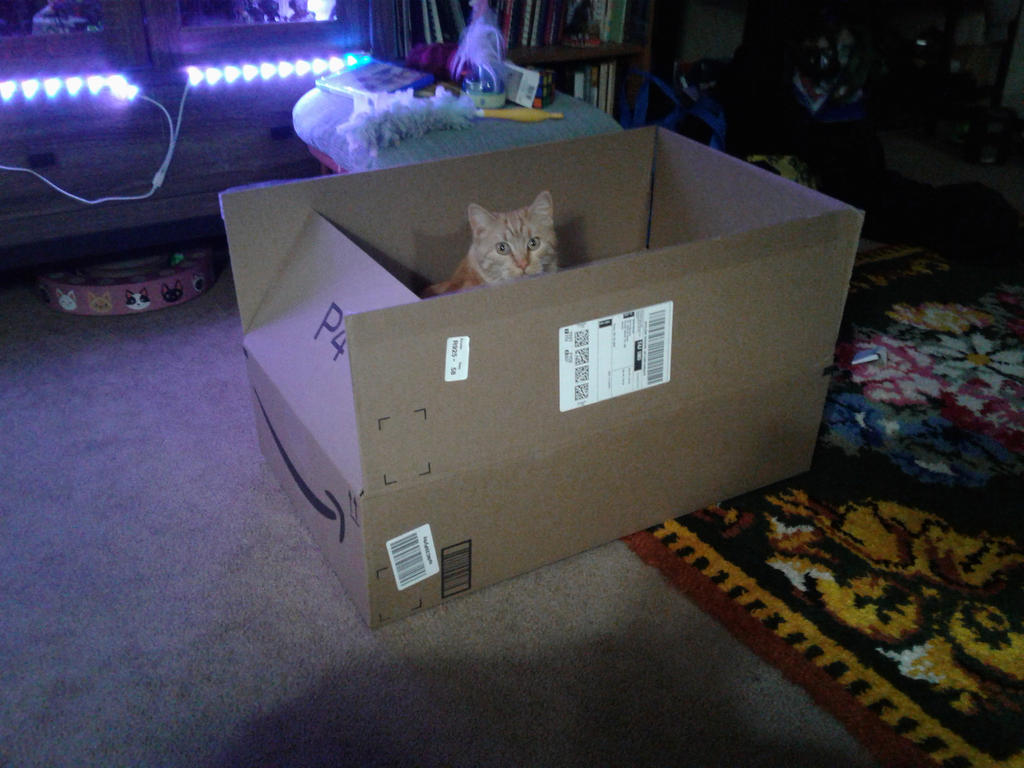 Buddy Cat by lol20 on DeviantArt