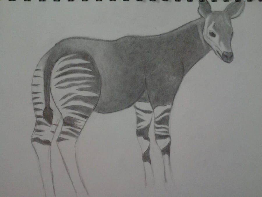 Okapi Drawing by TheWolfKillz on DeviantArt