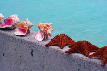 Conch shells and starfish I