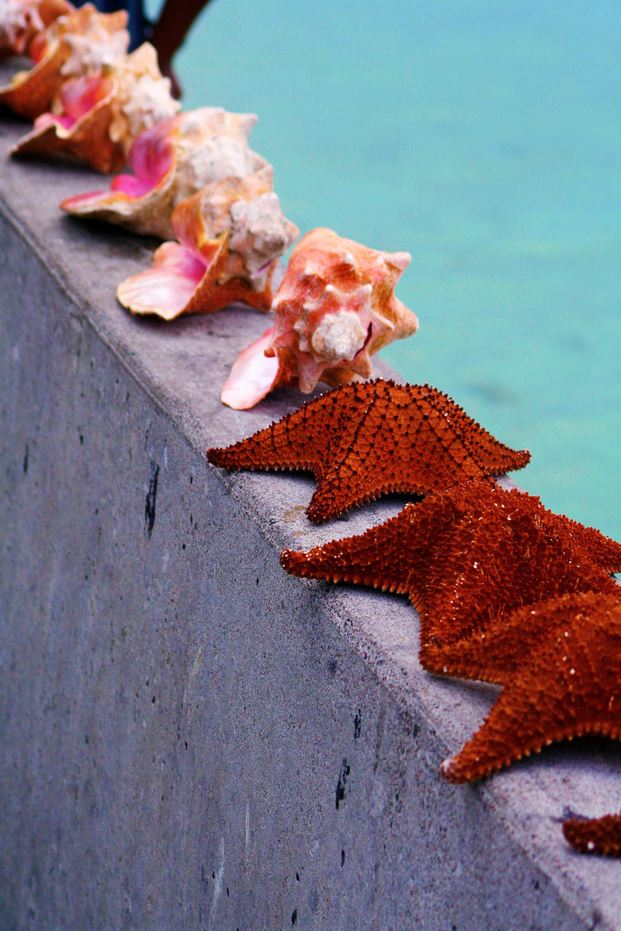 Conch shells and starfish II