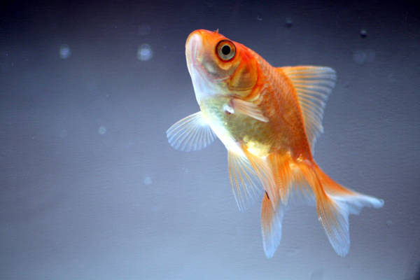 Goldfish I