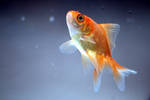 Goldfish I
