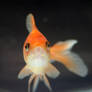 Goldfish II