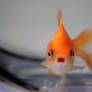 Goldfish IIII